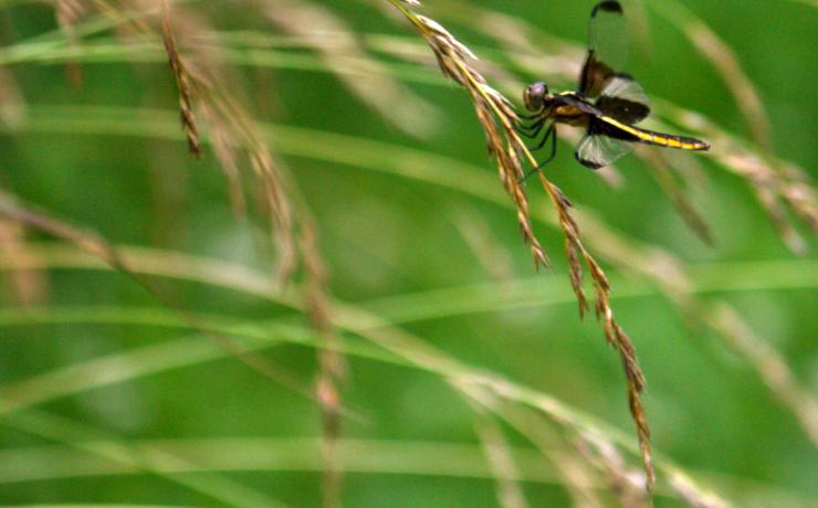 A bug sitting on grass