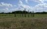 Trees in a field