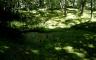 A swampy pond in the woods