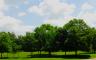 A park with several trees