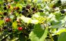 Berries