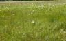 A field of grass