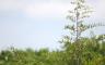Tree tops