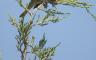 A bird on a tree top