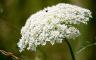 A white flower