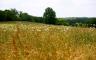 A grass field