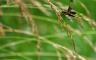 A bug sitting on grass