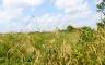A grass field