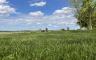 A field of grass