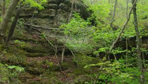 a rocky path surrounded by trees