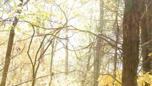 The sun shining through tree branches