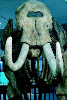 replica of mastodon skeleton
