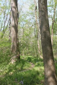 Trees
