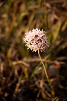 pink wildflower