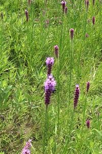 purple wildflowers