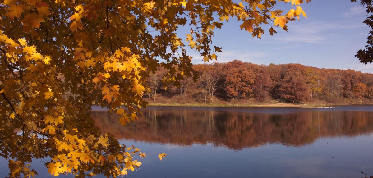 an autumn tree hanging above a body of water