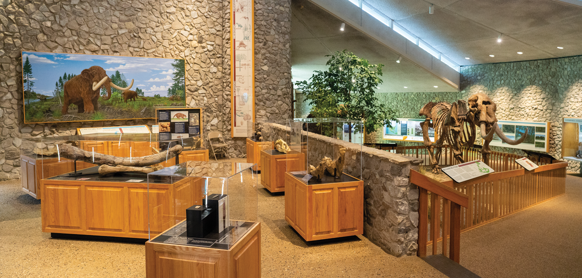 Museum featuring fossils and replica mastodon skeleton