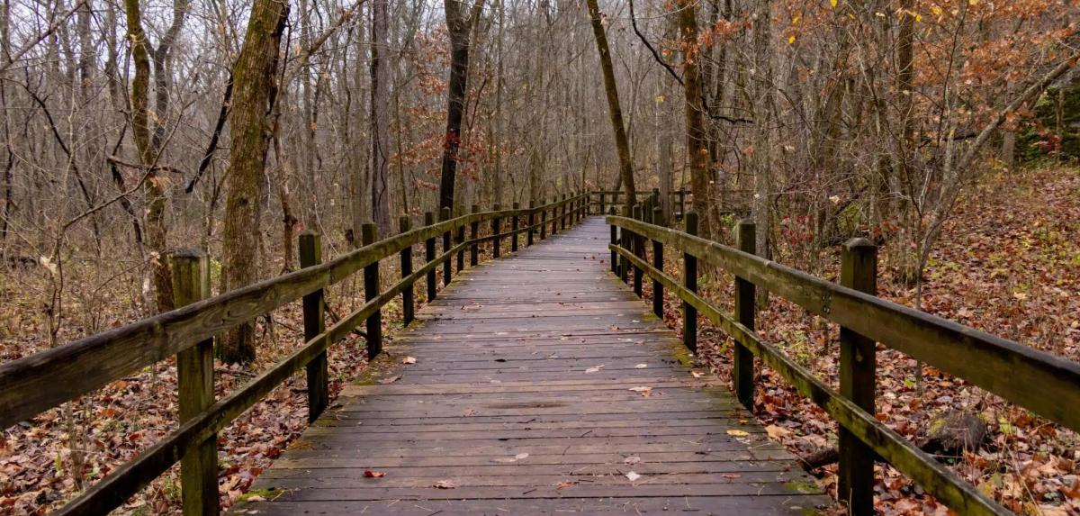 Boardwalk surrounded by leaf litter