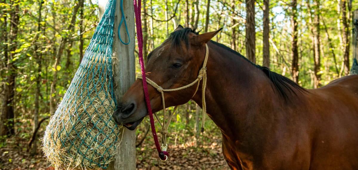 Horse eating hay