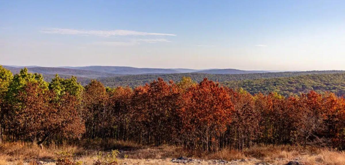 Sweeping vista of tree-covered hills with red foliage in foreground