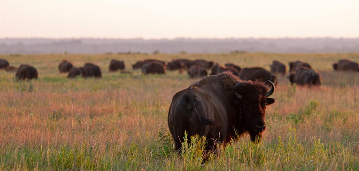 Single bison looking at camera with herd of bison grazing in background