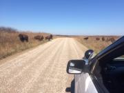 Ranger looking at wildlife