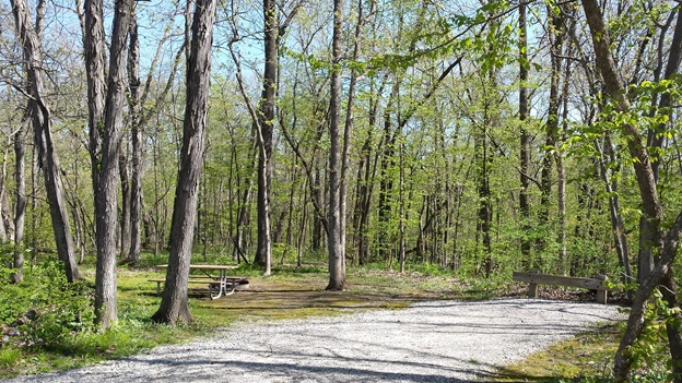 level campsite under tall trees