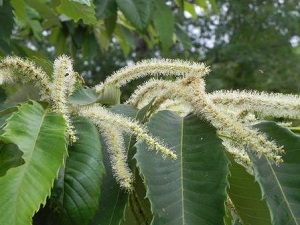 long, white Ozark chiquapin flowers