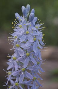 lavender hyacinth bloom
