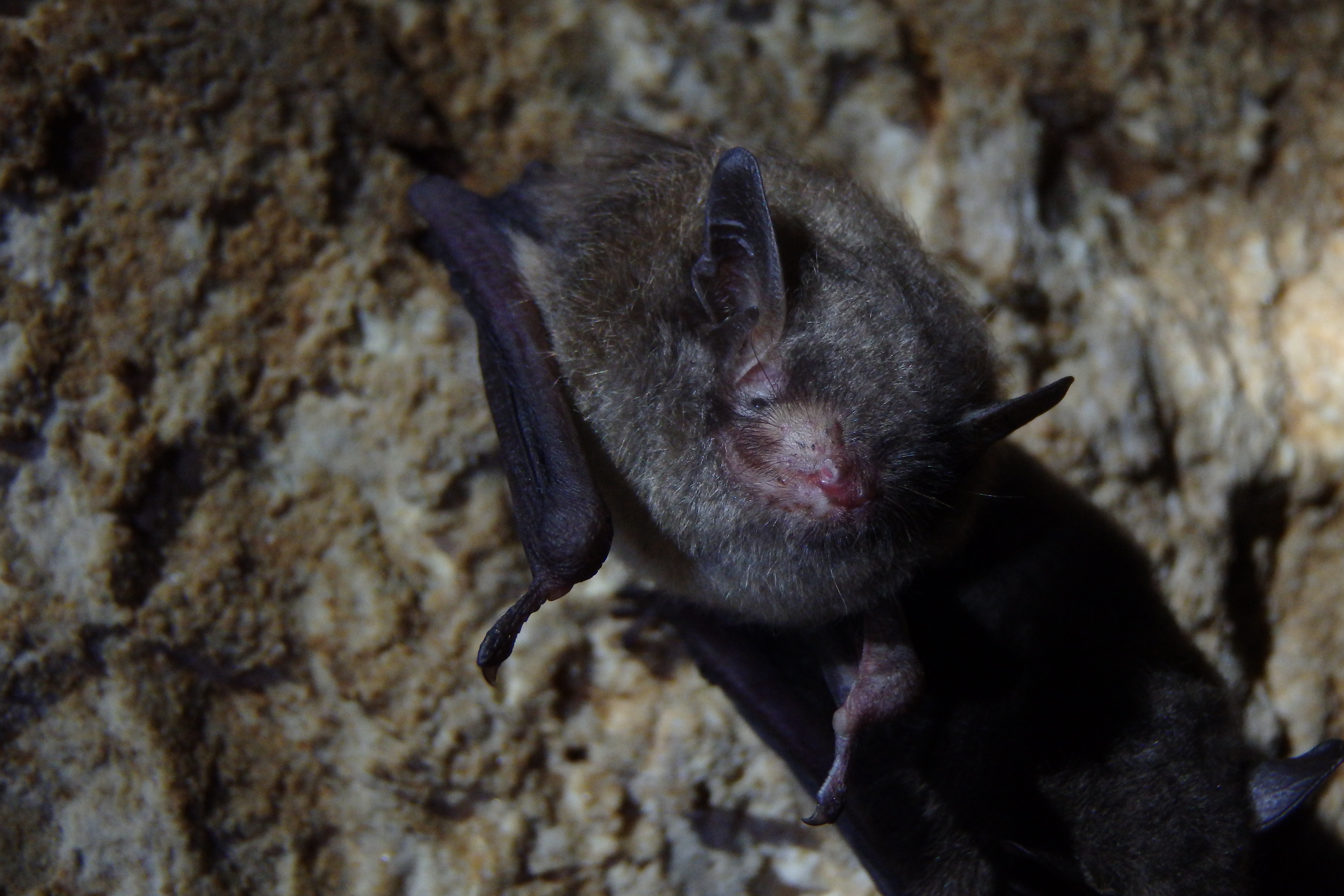 caves where bats live