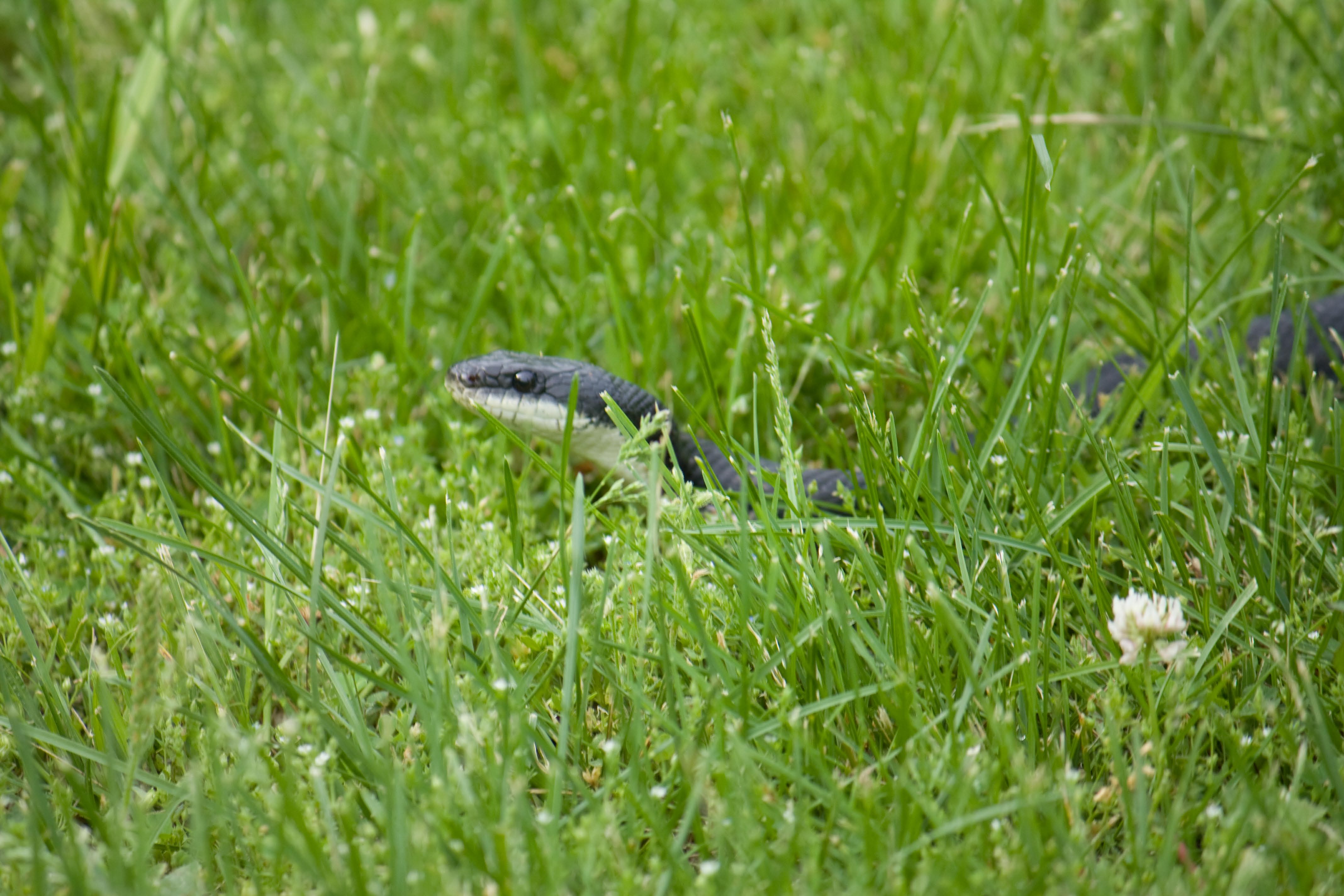 a black snake peeping out of the grass