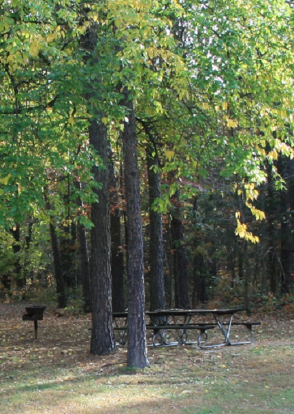 picnic table and grill under tall trees