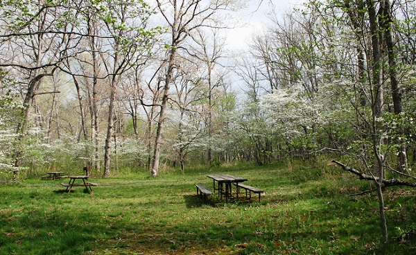 picnic tables among trees