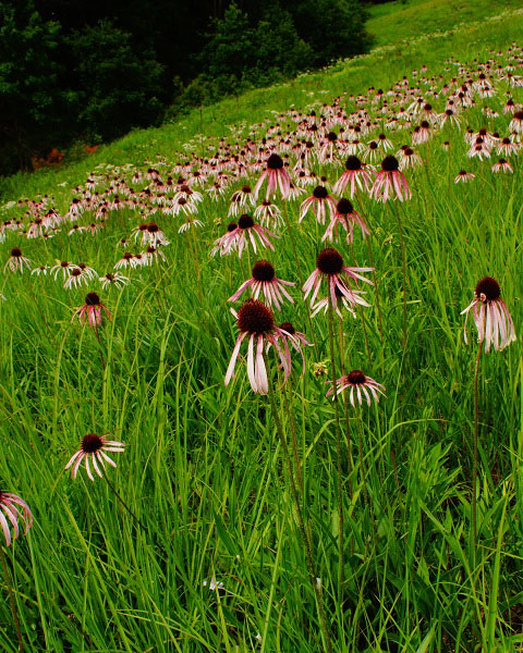 Flowers with dark purple pistils and pink and white flowers stand among a field of grass