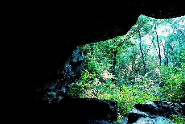 photo taken from inside a cave looking out into the woods
