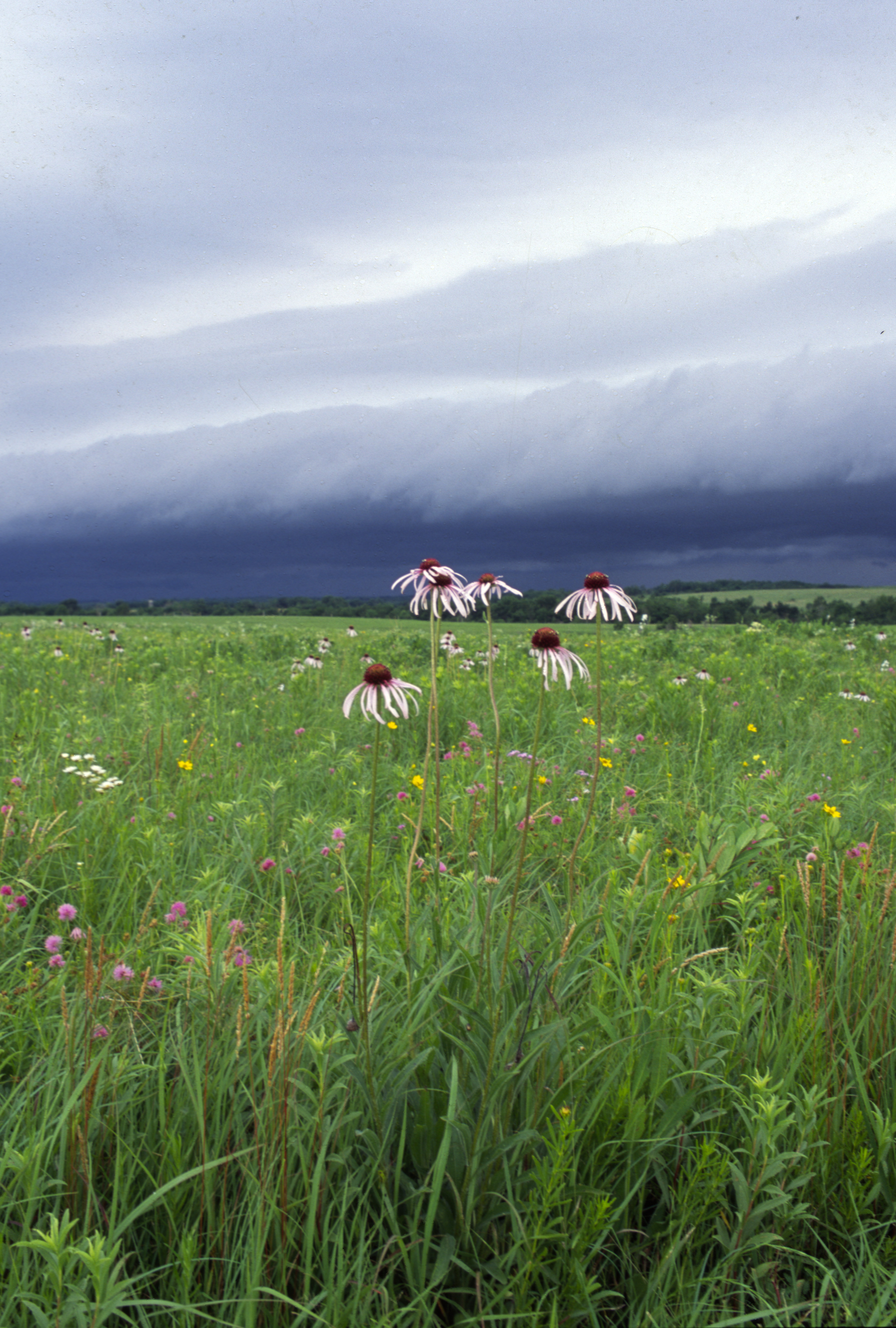 purple coneflowers amid the prairie grasses at Prairie State Park