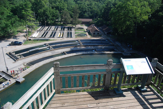 wood deck overlooking spring and hatchery