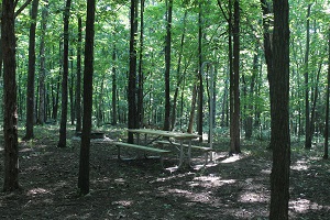 a picnic table in a heavily wooded area