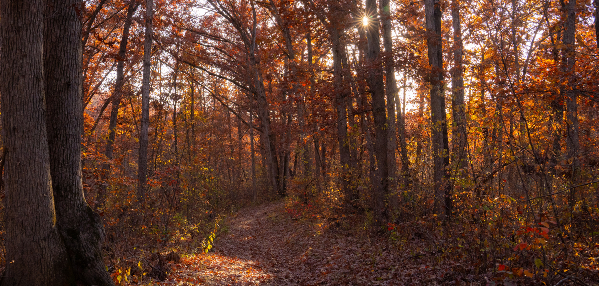 Walking path through woods covered by leaves