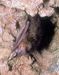 bat inside Onondaga Cave