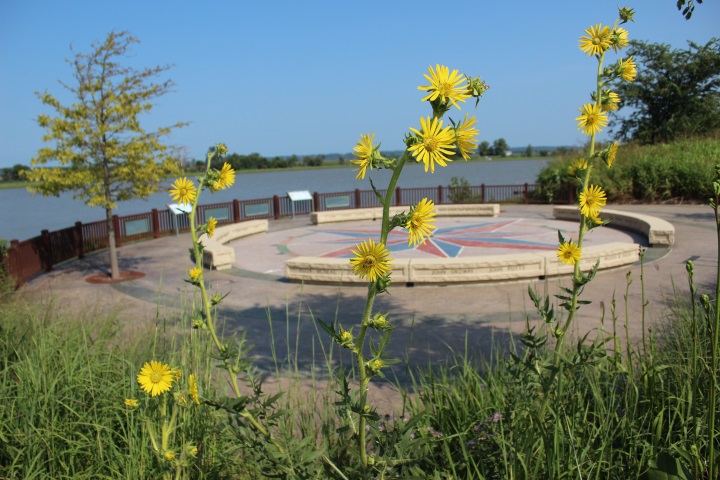 yellow wildflowers in front of the circular red and blue star inset in concrete with benches around it