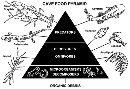 freshwater ecosystem food pyramid