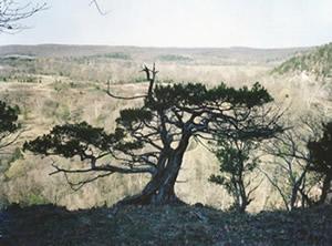 Millenium Cedar Tree