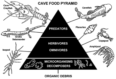 Food Chains and Pyramids | Missouri State Parks